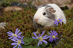 Glatthaarmeerschwein / smooth-haired guninea pig