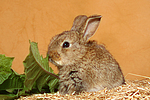 Zwergkaninchen / dwarf rabbit