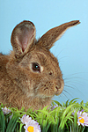 Kaninchen / rabbit