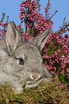 junges Angorakaninchen / young rabbit