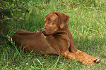 Rhodesian Ridgeback Welpe / rhodesian ridgeback puppy