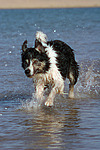 Border Collie rennt durchs Wasser / running Border Collie