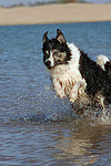 Border Collie rennt durchs Wasser / running Border Collie