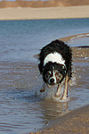 Border Collie rennt durchs Wasser / running Border Collie