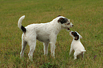 2 Parson Russell Terrier