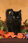 Norwegische Waldkatze Kätzchen / norwegian forestcat kitten