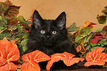 Norwegische Waldkatze Kätzchen / norwegian forestcat kitten