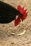 Vorwerkhuhn Hahn Portrait / cock portrait