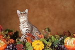 sitzende Ocicat / sitting Ocicat