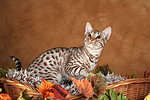 sitzende Ocicat / sitting Ocicat