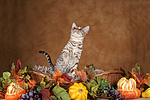 sitzende Ocicat / sitting Ocicat