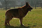 Deutscher Schäferhund steht im Gegenlicht / standing German Shepherd