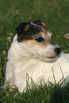 Parson Russell Terrier