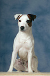 Parson Russell Terrier