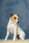 Parson Russell Terrier