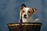 Parson Russell Terrier