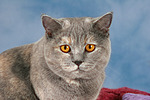 Britisch Kurzhaar / british shorthair