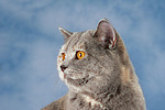 Britisch Kurzhaar / british shorthair