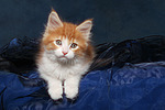 Maine Coon Kätzchen / maine coon kitten