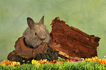 Zwergkaninchen / dwarf rabbit