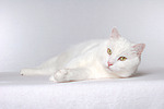 Mischlingskatze / domestic cat