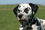 Dalmatiner / dalmatian