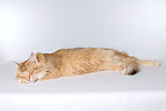 Norwegische Waldkatze / norwegian forestcat