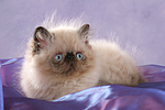 Perser Colourpoint Kätzchen / persian colourpoint kitten