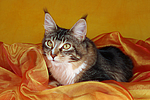 liegende Maine Coon / lying maine coon