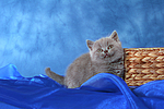 sitzendes Britisch Kurzhaar Kätzchen / sitting british shorthair kitten