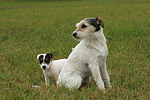 Parson Russell Terrier