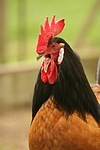 Vorwerkhuhn Hahn Portrait / cock portrait