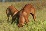 schnuppernde Rhodesian Ridgebacks / snuffing Rhodesian Ridgebacks