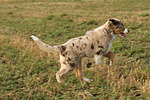 Miniature Australian Shepherd Welpe / miniature australian shepherd puppy