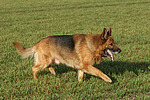 laufender Deutscher Schäferhund / walking German Shepherd