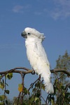 Kakadu / cockatoo