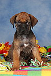 Rhodesian Ridgeback Welpe / rhodesian ridgeback puppy