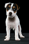 Parson Russell Terrier Welpe / parson russell terrier puppy