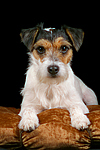 liegender Parson Russell Terrier / lying prt