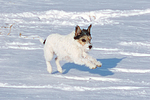 Parson Russell Terrier rennt durch den Schnee / PRT running through snow