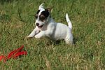 spielender Parson Russell Terrier Welpe / playing PRT puppy