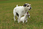 spielende Parson Russell Terrier / playing PRT