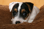 liegender Parson Russell Terrier Welpe / lying PRT puppy