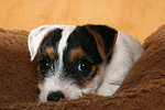 liegender Parson Russell Terrier Welpe / lying PRT puppy