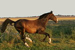 galoppierender Holsteiner / galloping Holsteiner