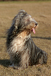 Bearded Collie