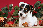 Parson Russell Terrier Welpe zu Weihnachten / PRT puppy at christmas