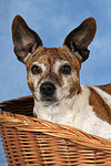 Jack Russell Terrier