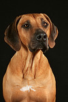 Rhodesian Ridgeback