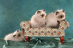 3 Perser Colourpoint Kätzchen / 3 persian colourpoint kitten